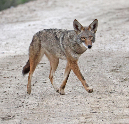 iNaturalist observation photo of Coyote