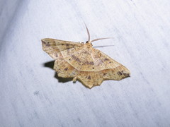 Euchlaena tigrinaria