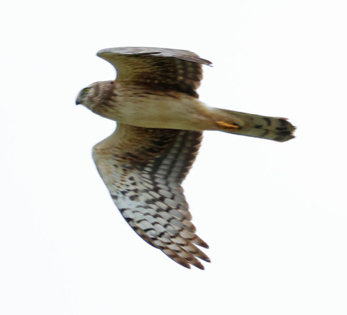 iNaturalist observation photo of Northern Harrier