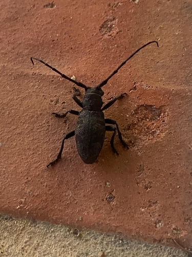 Morimus asper asper