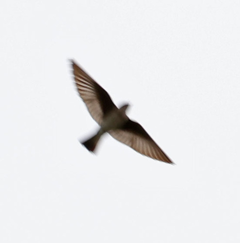 iNaturalist observation photo of Northern Rough-winged Swallow
