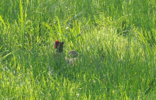 Ring-necked Pheasant
