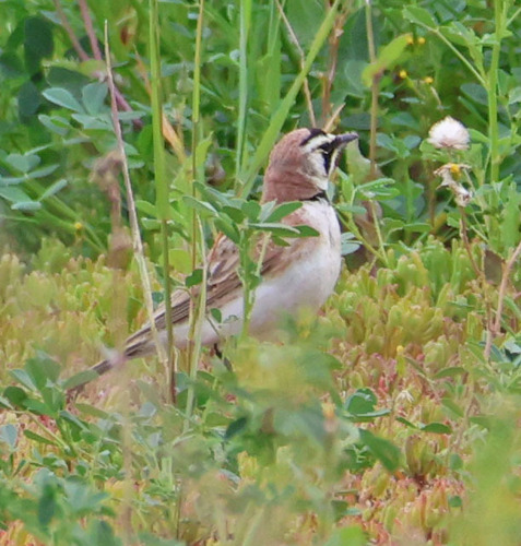 iNaturalist observation photo of Horned Lark