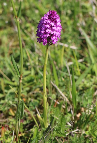 pyramidal orchid