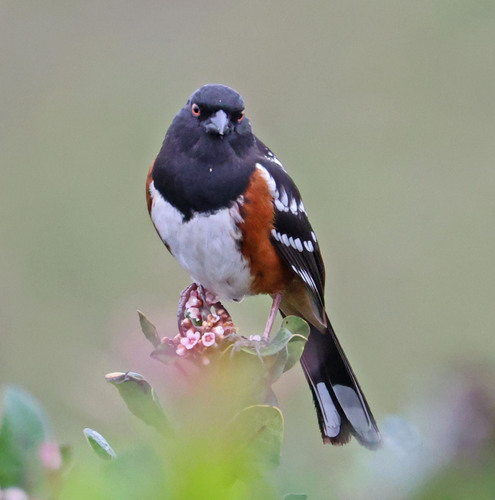 iNaturalist observation photo of Spotted Towhee