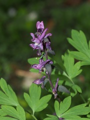 Corydalis cava, photograph (c) Jeff Clark, some rights reserved (CC BY)