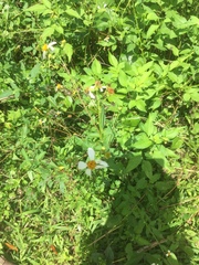 Bidens alba