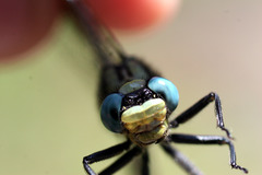 Arigomphus cornutus