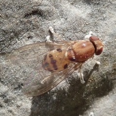 Steganinae