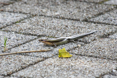 Plestiodon japonicus