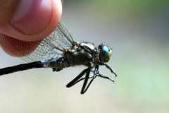 Arigomphus cornutus