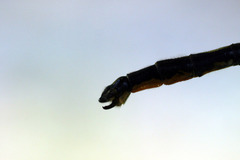 Arigomphus cornutus