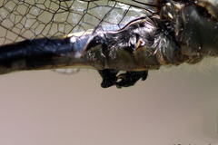 Arigomphus cornutus