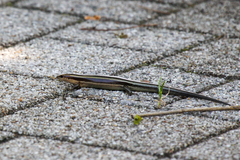 Plestiodon japonicus