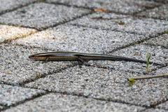 Plestiodon japonicus