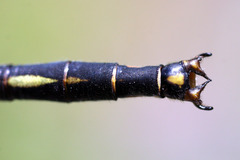 Arigomphus cornutus