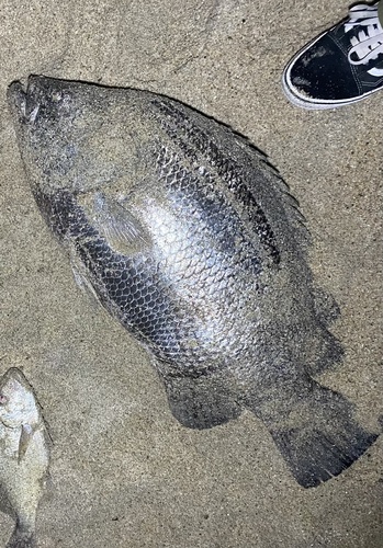 Pacific tripletail (Lobotes pacificus) — Lobotidae