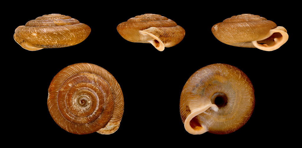 Trissexodontidae