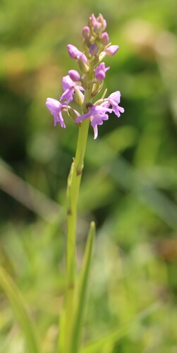 Fragrant Orchid