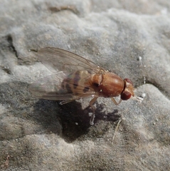 Steganinae