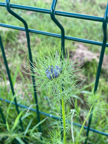 love-in-a-mist