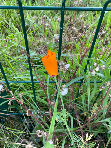 California poppy
