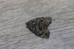 Drobeta