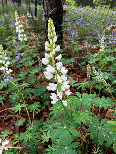 Wild Lupine
