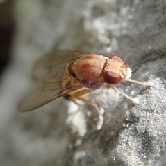Steganinae