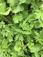 Chaerophyllum temulum