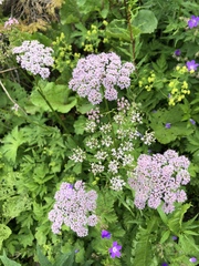 Chaerophyllum temulum