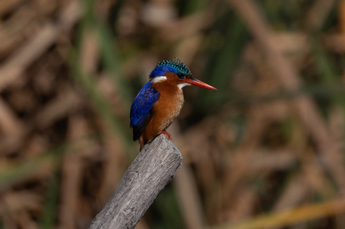 iNaturalist image