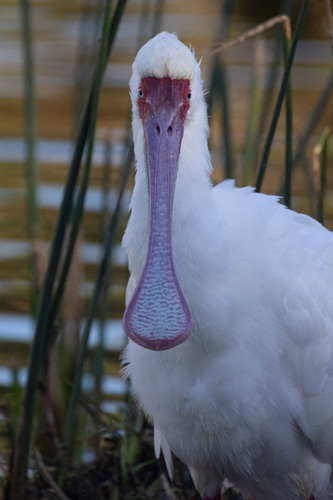 iNaturalist image