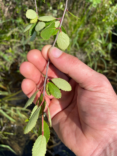 Bog birch (Betula pumila)