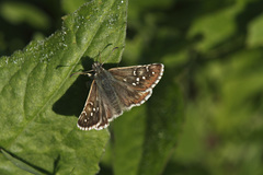 Pyrgus alveus