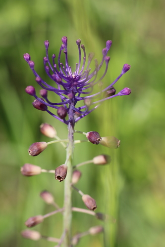 Tassel Hyacinth