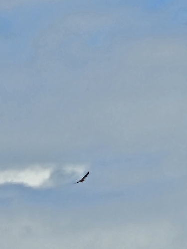 Long-legged Buzzard