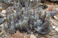 Trichocereus deserticola