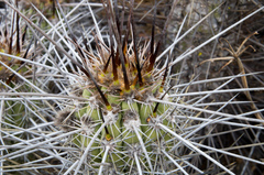 Trichocereus deserticola