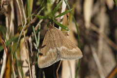 Pyrausta aerealis