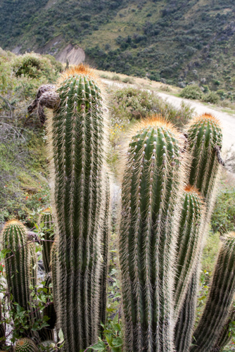 Echinopsis tunariensis