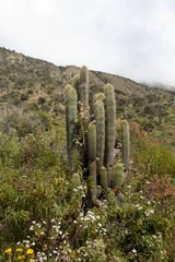 Trichocereus tunariensis