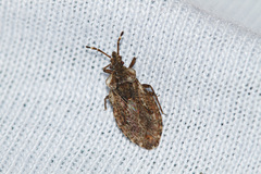 Aradus obtectus