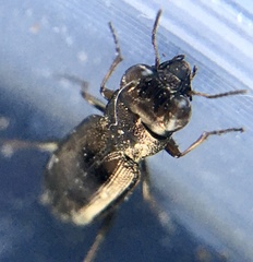 Notiophilus rufipes