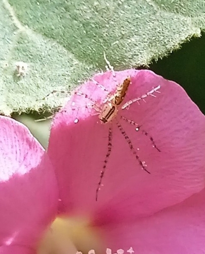 Peucetia rubrolineata