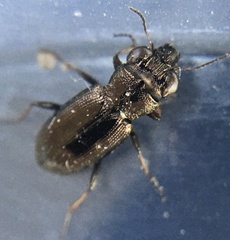 Notiophilus rufipes
