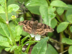 Nisoniades