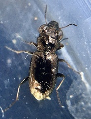 Notiophilus rufipes