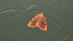 Thallophaga hyperborea