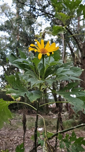 Mexican sunflower